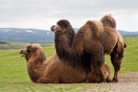 Bactrian camel, aimgDSC4558 @iMGSRC.RU